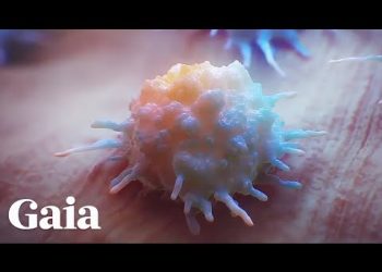 Too Much Stress SHUTS DOWN Our Immune System