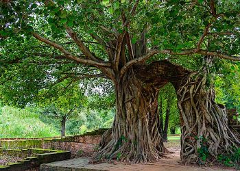 The Gateless Gate and the door of Mu!: “Does a dog have Buddha Nature?” and other breakthrough koan riddles