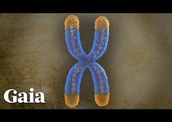 This is How TELOMERES Affect LONGEVITY