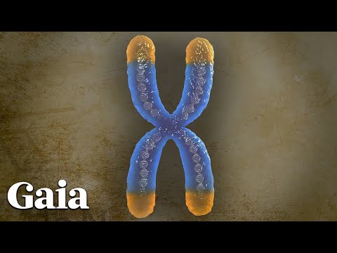 This is How TELOMERES Affect LONGEVITY