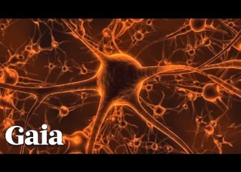 This is the Connection Between NEURONS and the HEART