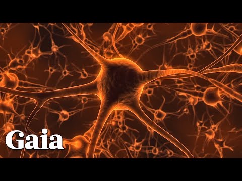 This is the Connection Between NEURONS and the HEART