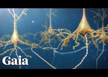 Dr Joe Dispenza Offers a NEW Scientific View of MEDITATION