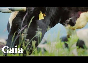 Dave Asprey on the Importance of Being CONNECTED to Your Food Source