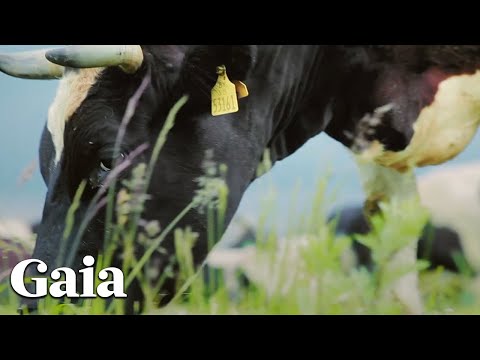 Dave Asprey on the Importance of Being CONNECTED to Your Food Source