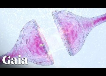 This is How Neurotransmitters & Hormones Affect our Behavior