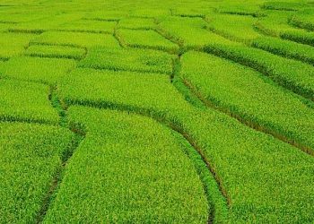 The Science of Mantras: Mantras Work With or Without Faith; Research Supports the Effectiveness of Sanskrit Mantra for Healing — and Even Environmental Transformation - Buddha Weekly: Buddhist Practices, Mindfulness, Meditation