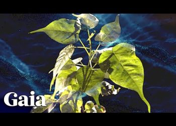 PLANTS Have CONSCIOUSNESS & Self-Awareness