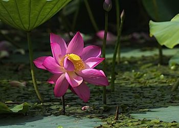 Why Buddha Nature is one of the most important understandings in Mahayana Buddhism and why Tathagatagarbha Buddha Nature is not the soul