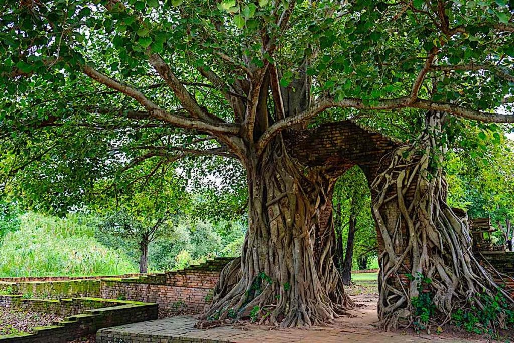 What Does Buddhist Sutra Say About Sustainability? - Buddha Weekly: Buddhist Practices, Mindfulness, Meditation