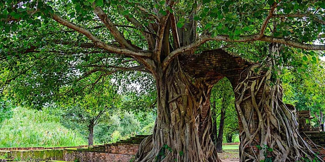 What Does Buddhist Sutra Say About Sustainability? - Buddha Weekly: Buddhist Practices, Mindfulness, Meditation