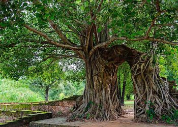 What Does Buddhist Sutra Say About Sustainability? - Buddha Weekly: Buddhist Practices, Mindfulness, Meditation