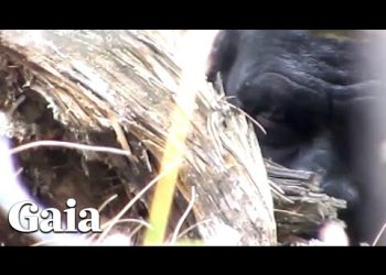 (PART 2) ACTUAL FOOTAGE - Face to Face with SASQUATCH