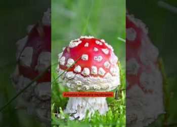 Stop! You Must Watch This Before Christmas Dinner